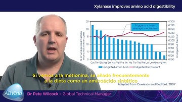 Video 3 - Español - Achieving consistent gains through xylanase application in swine