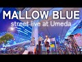 【路上ライブ】MALLOW BLUE