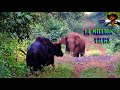 #Elephant# & #Indian Bison# in one Frame.