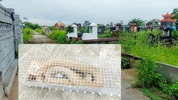 Thăm bẫy rắn ở nơi mà không ai dám bước vào và cái kết/t322