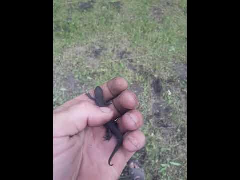 Маленька ящірка в гостях😁 - YouTube