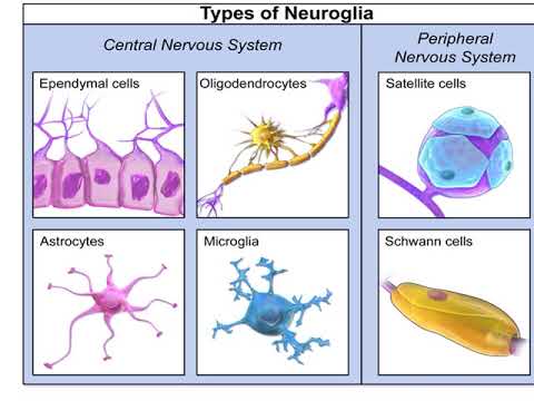 Nervous tissue - YouTube