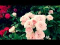 Розы. Лучшие из лучших. А какое обильное цветение...🌹🌹🌹 Часть 1.