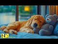Dog Calming Music for Sleep & Anxiety Relief 🐶🎶 No Ads | Relaxing Music for Dogs