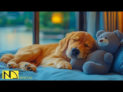 Dog Calming Music for Sleep & Anxiety Relief 🐶🎶 No Ads | Relaxing Music for Dogs