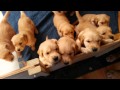 Beau/Carly Golden puppies In the whelping box