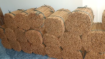 vỏ quế khô - thu hoạch cây quế văn yên 7 năm tuổi