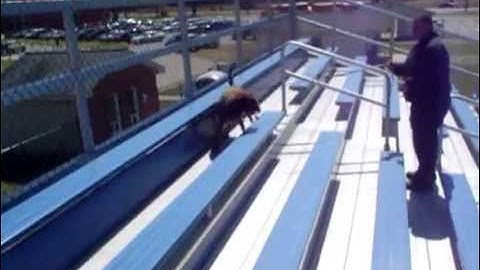 sp, tnt, semtex scent logix