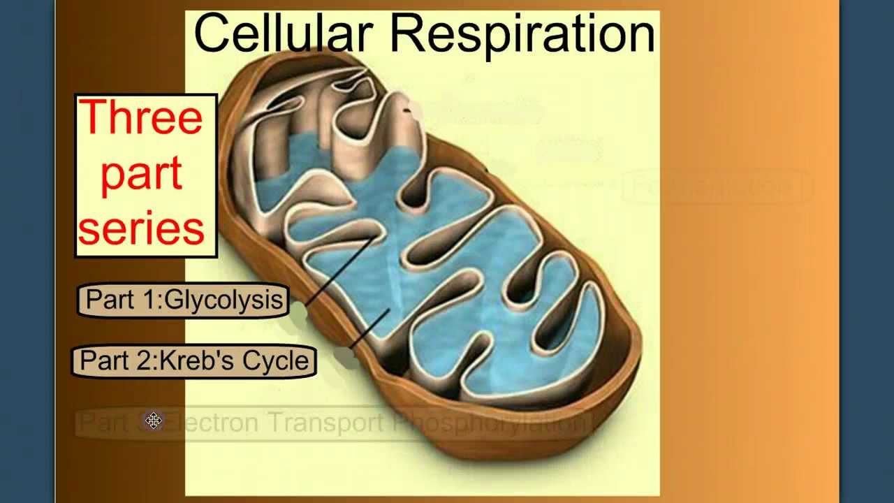 Cellular Respiration Part 1 Introduction Glycolysis Youtube