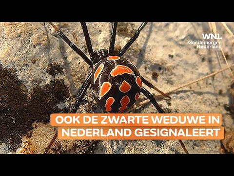 Video: Is zwarte weduwe op wod?