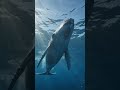 The Largest Creature Ever to Live 🐋 #Shorts #BlueWhale #OceanFacts #DidYouKnow #AmazingFacts #Natur