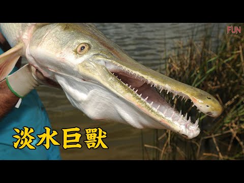 在地球上活了2億年的淡水巨獸，唯一的天敵竟然是他！| 世界上最大的淡水魚排名，其中5種已走向瀕臨滅絶的邊緣