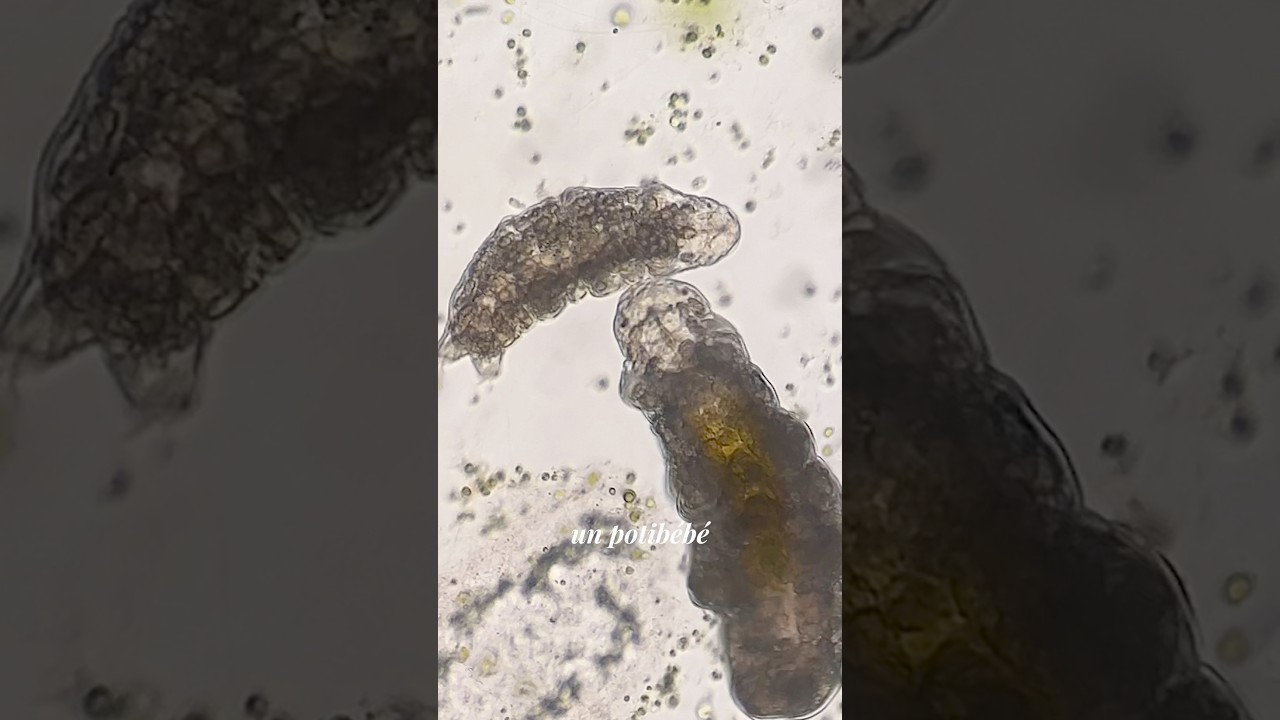 Des TARDIGRADES au microscope ! 🔬 @inserm