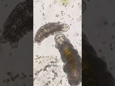 Des TARDIGRADES au microscope ! 🔬 @inserm