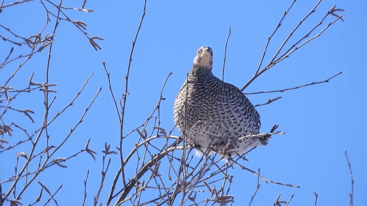 Tétras à queue fine, Mistassini, 22 février 2026😊