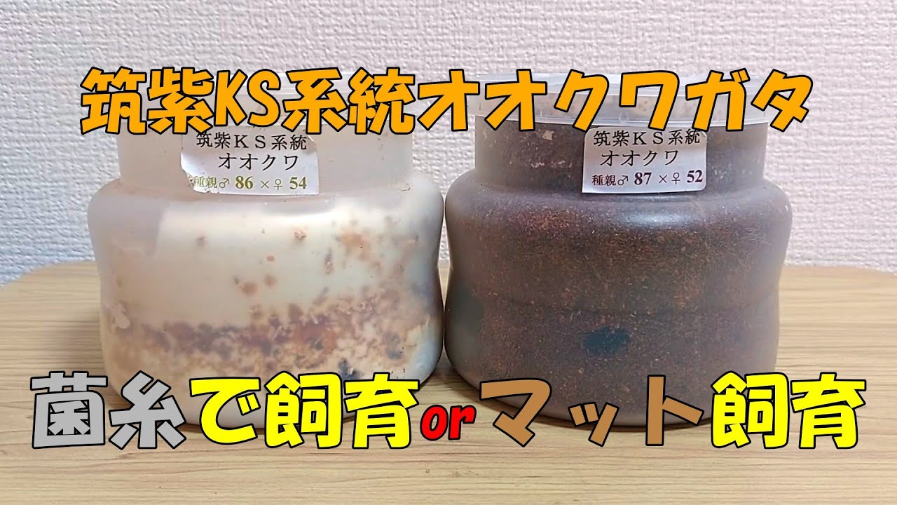 筑紫KS系統】大型血統のオオクワガタの幼虫を菌糸で飼育する個体と 