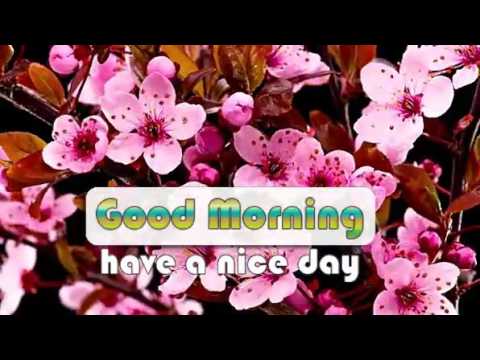 Colorful Flowers Opening Good Morning Wishes Whatsapp Mms Youtube