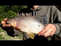 Pesca variada de arroyo, anguila, bogas, tararira Y bagres