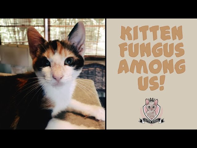 Quickly Treat Ringworm in Your Cat: How to Treat Ringworm in a Cat 3 sddefault