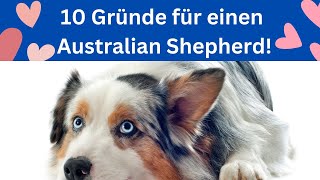 Warum sind Australian Shepherds so toll? 🐶 Die 10 wichtigsten Gründe! by Hundefantastisch 1,063 views 11 months ago 5 minutes, 18 seconds