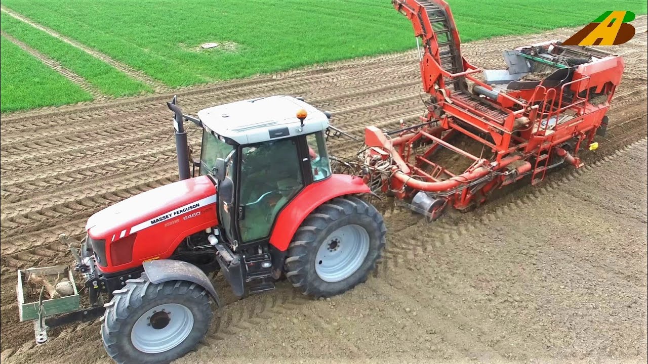Steine Sammeln Kartoffeln Ernten Massey Ferguson