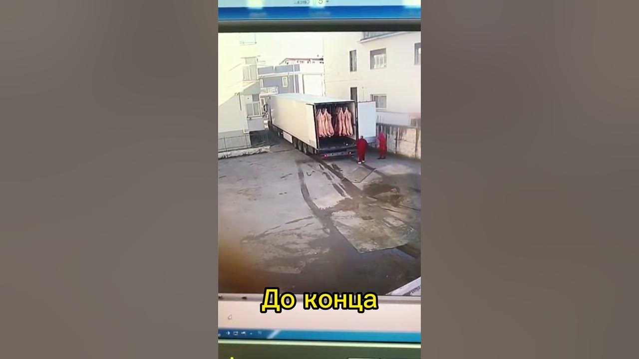 Свинья выпрыгнула из грузовика