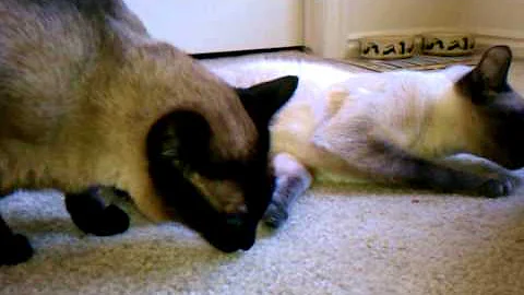 Watch the video about 3 of My Cats