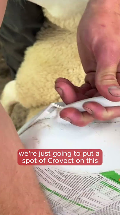 Maggots Throw themselves out of lambs wool!
