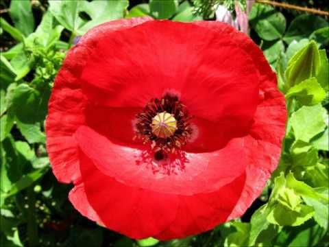 La Flor De La Amapola Youtube