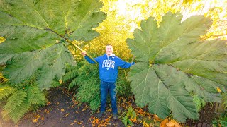 Winter Care for Gunnera Manicata / Cryptica Plants