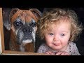 Boxer and Baby Compilation NEW