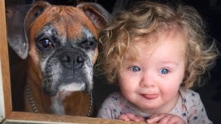 Boxer and Baby Compilation NEW by Happy Monkey 103,767 views 6 years ago 5 minutes, 23 seconds