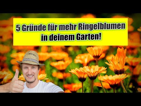 Video: Angebaute Ringelblumen für Blumen in Ihrem Garten