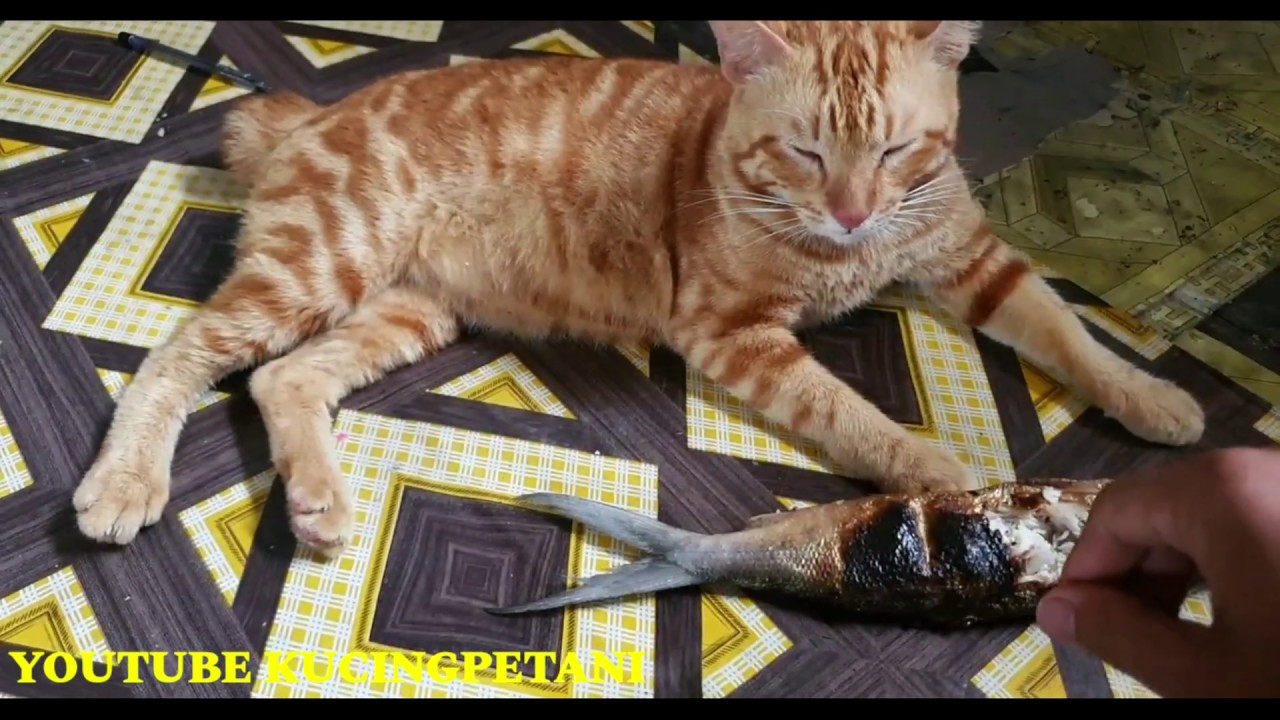 KUCING OREN LUGU - YouTube