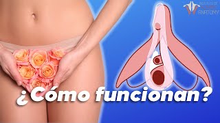 ¿Cómo funcionan las ERECCIONES FEMENINAS?