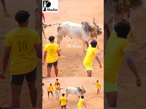 🔥🔥🔥 மிரட்டல் ஆட்டம்...! முடிகண்டம் ரோலக்ஸ் காளை Vs பாண்டிகோவில் ஒத்தவீடு அப்பு பேன்ஸ்  கிளப்