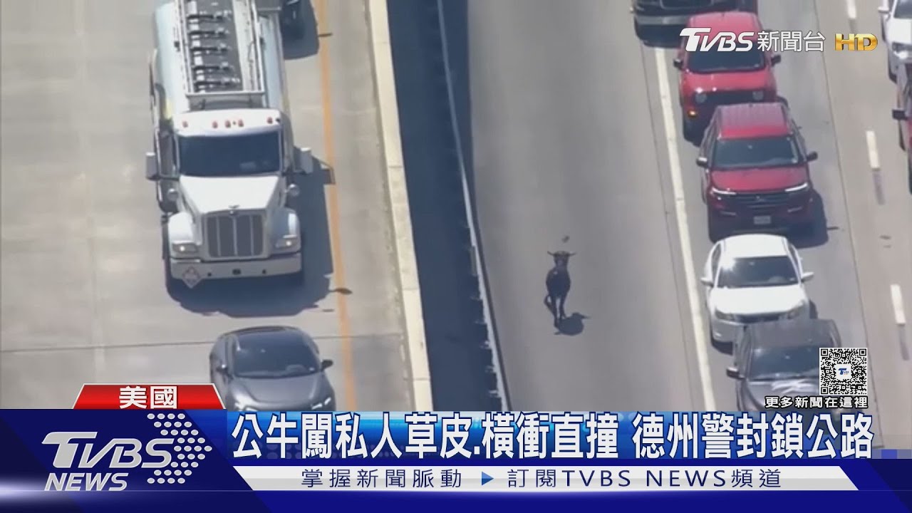 美國動物大逃亡! 德州有公牛闖公路 南卡有袋鼠.山羊逃家｜TVBS新聞 @TVBSNEWS01
