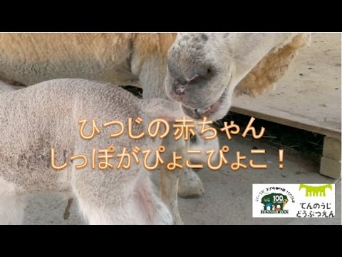 ひつじの赤ちゃんしっぽがぴょこぴょこ Youtube