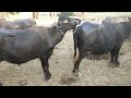 بھینس اور بھینسا کا آپس میں قدرتی ملاپ Buffalo And Buffalo Meeting 