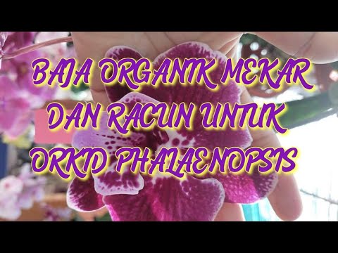 Video: Petua Mendapatkan Orkid Mekar