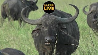 safariLIVE - Sunrise Safari - January 23, 2019