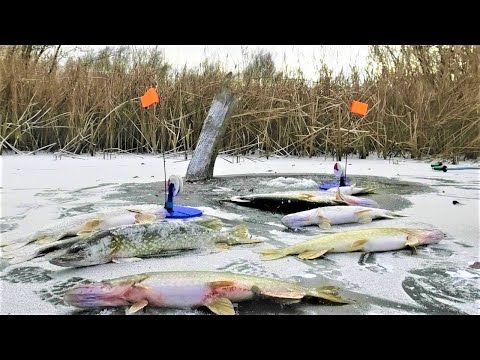 ТОННЫ РЫБЫ В ПЕНЬКАХ !!!! ПЕРВЫЙ ЛЁД и ЖОР !!! Зимняя рыбалка на щуку жерлицами