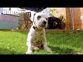 Dalmatian Pups Get First Taste of Outside World | Wonderful World of Puppies | BBC Earth