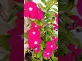 अपनी बेताबी का मैं कैसे तुझ से इजहार करूं#Hindi song #spiritualsinger
