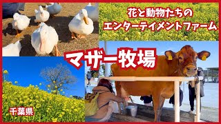 マザー牧場の仲間たち はじめまして❤ これからよろしくね✨ 「#ふれあい牧場」に 2頭