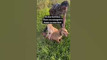 please donate to save life for voiceless creatures. #cat #adoptnotshop #shorts #viralvideo #video