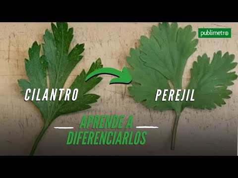 Video: Diferencias Entre El Cilantro Y El Perejil (11 Fotos): ¿en Qué Se Diferencia El Cilantro Del Perejil En Apariencia? Comparación Del Olor Y La Composición Química De Las Verduras