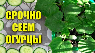 СРОЧНО ПОСЕЙТЕ ОГУРЦЫ ЧТОБЫ ПОЛУЧИТЬ ОЧЕНЬ РАННИЙ УРОЖАЙ!