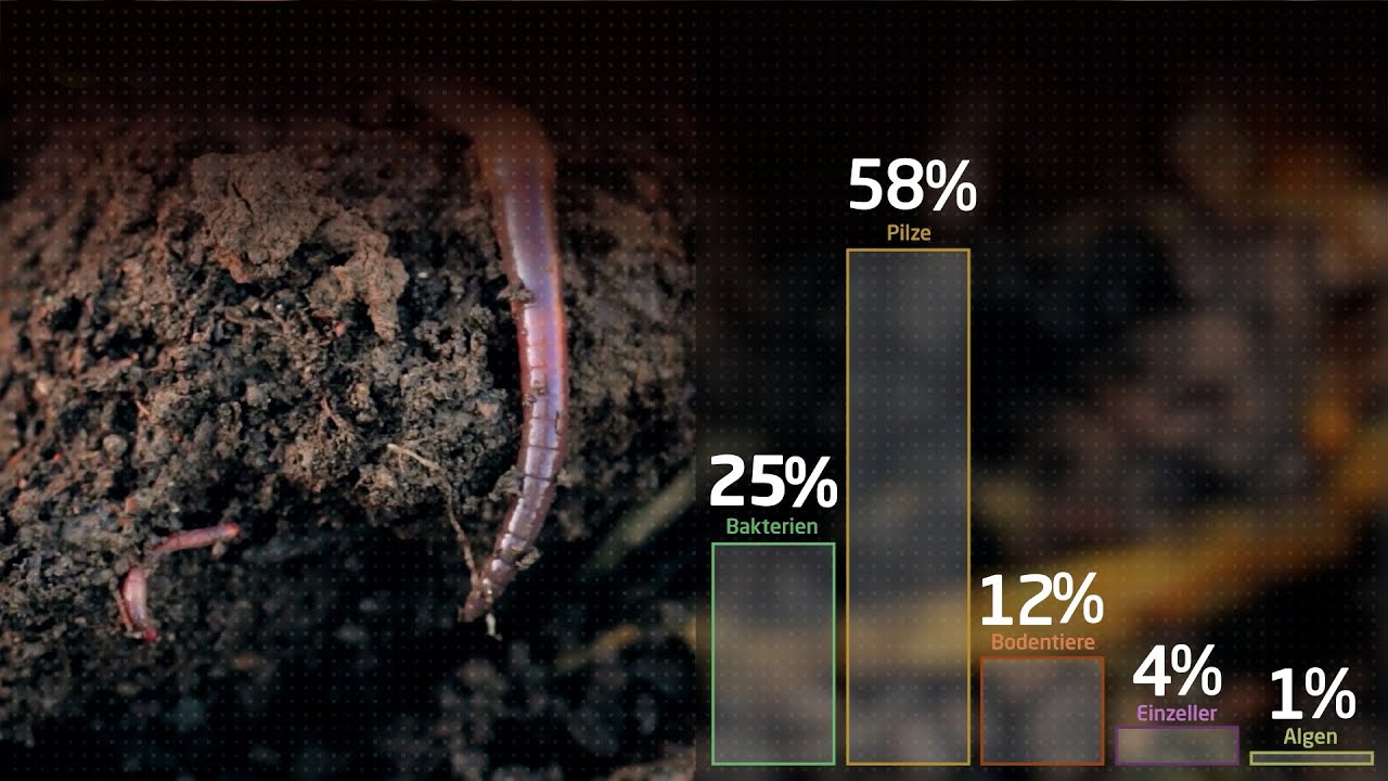 Bodenverbesserung / Wiederbesiedlung des Bodens mit Mikroorganismen - Trillus Bodenhilfsstoff