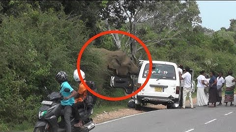 feeding becomes dangerous #elephant #viralvideo